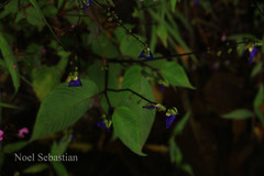 Rhynchoglossum notonianum